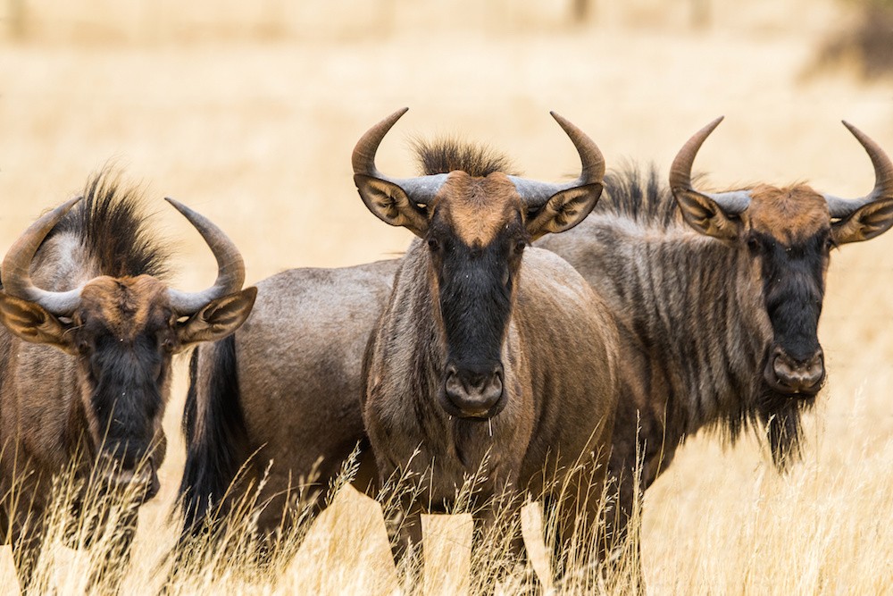 AdobeStock_wildebeest