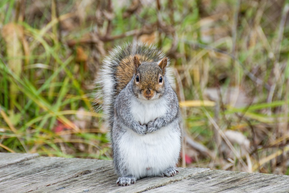 AdobeStock_squirrel