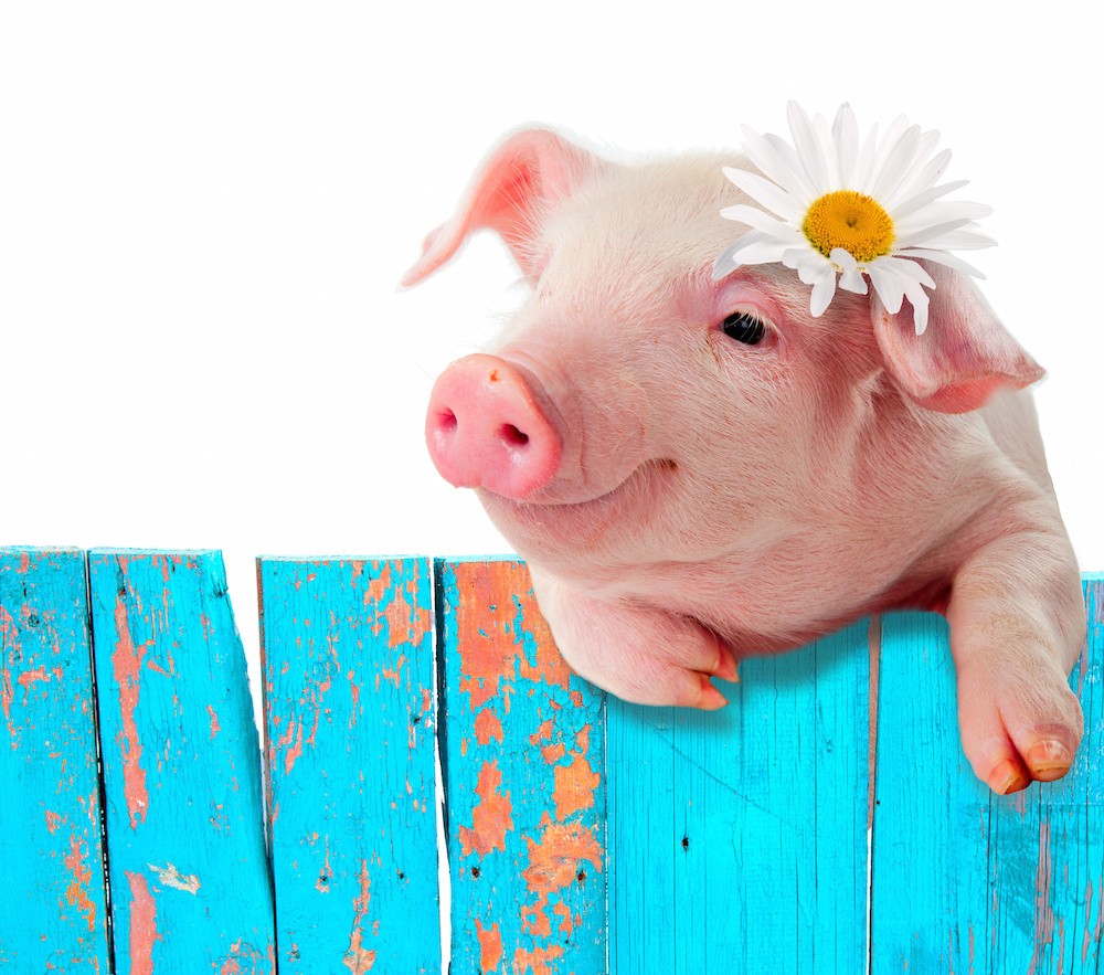 AdobeStock_piglet