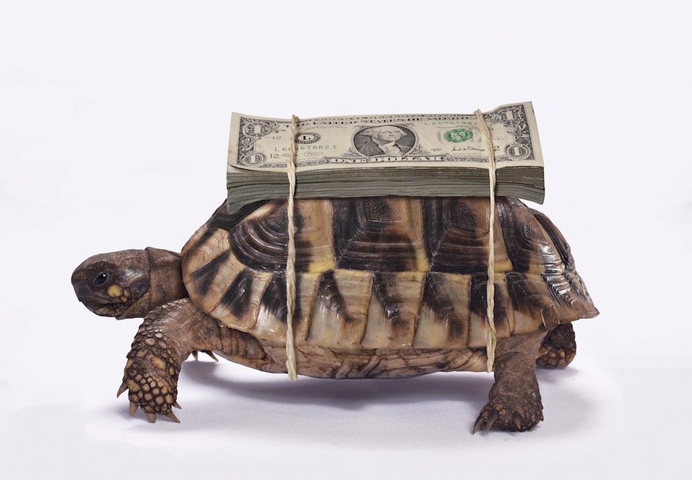 AdobeStock_turtlemoney