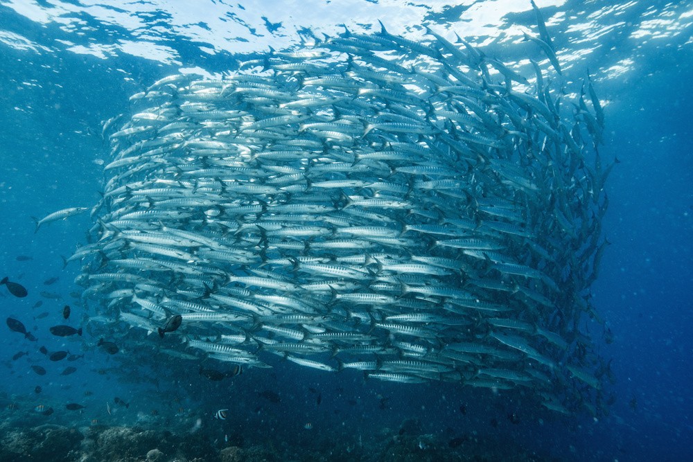 AdobeStock_PPbarracudas